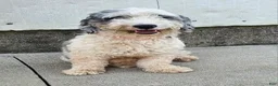 Mixed Breed dogs for sale: Benji - Ad 6