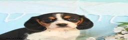 Beagle dogs for sale: Diamond - Ad 5
