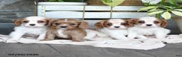 Cavapoo dogs for sale: Chips - Ad 5