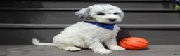 Sheepadoodle dogs for sale: Milo-MEDIUM - Ad 6