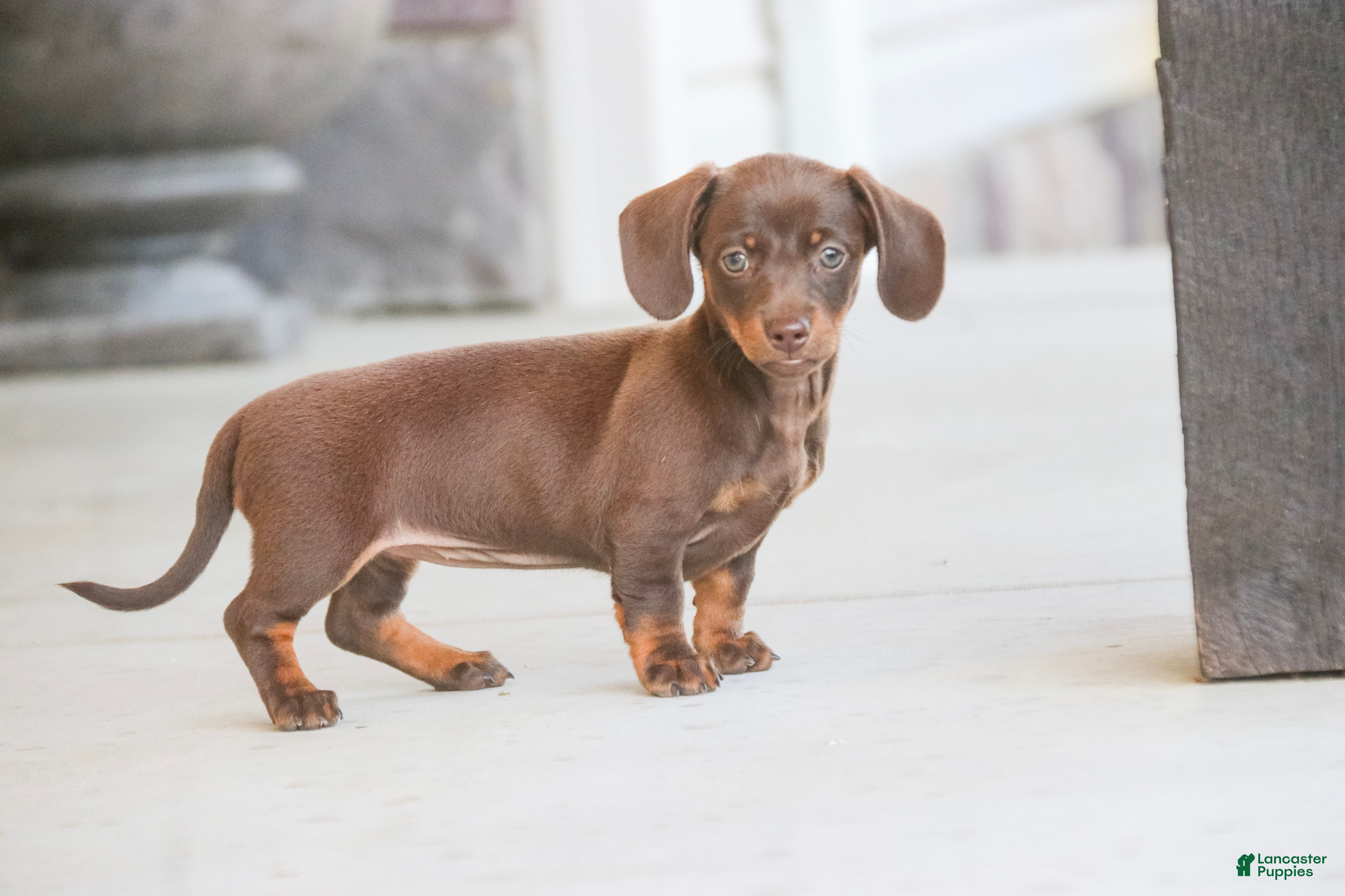 Dachshund dogs Espresso - Ad 2
