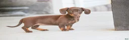 Dachshund dogs for sale: Espresso - Ad 2