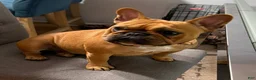 French Bulldog dogs for sale: French Bulldog 2 - Ad 7