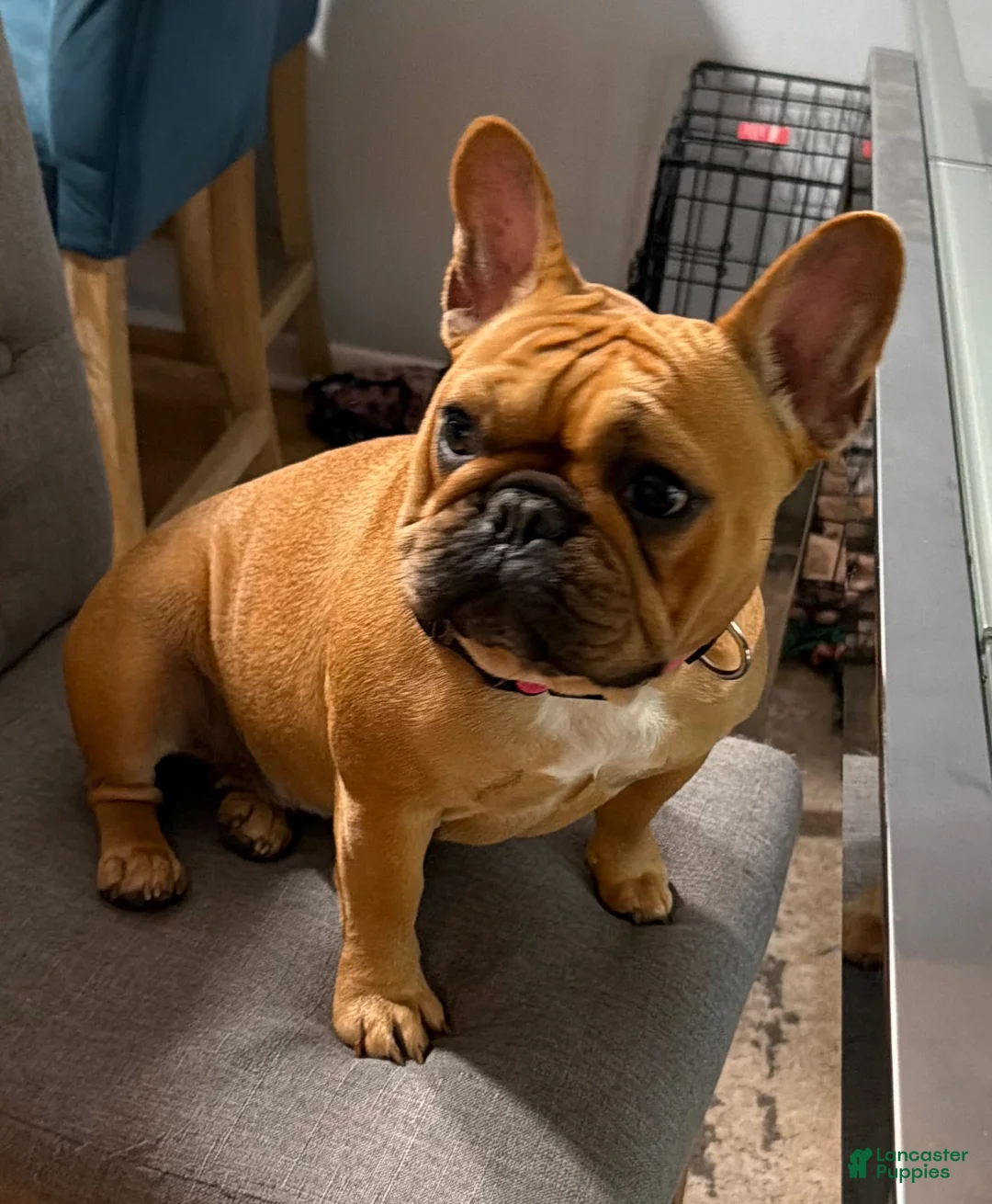 French Bulldog dogs for sale: French Bulldog 2 - Ad 7
