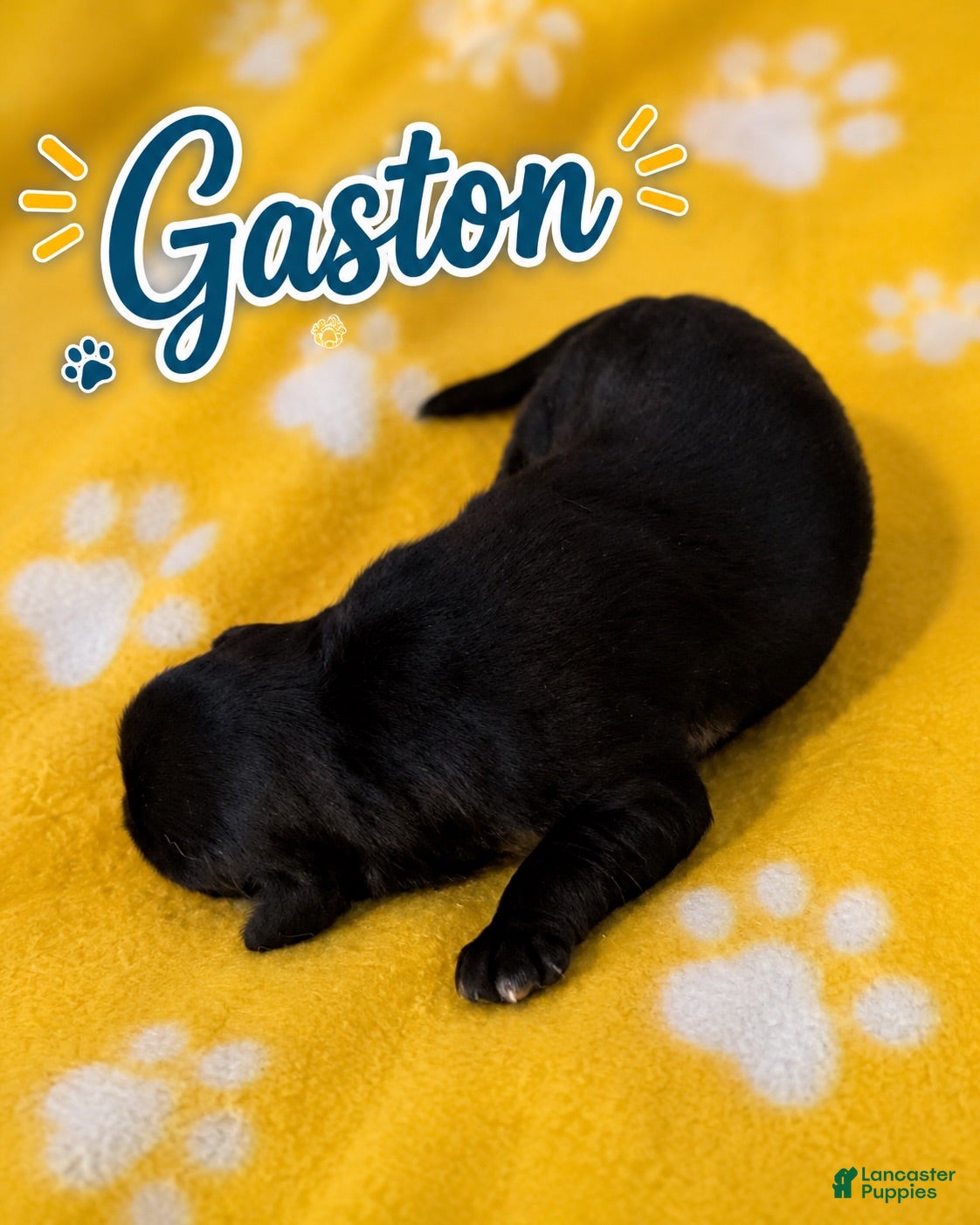 Corgipoo dogs Corgipoo 1. Gaston - Ad 1