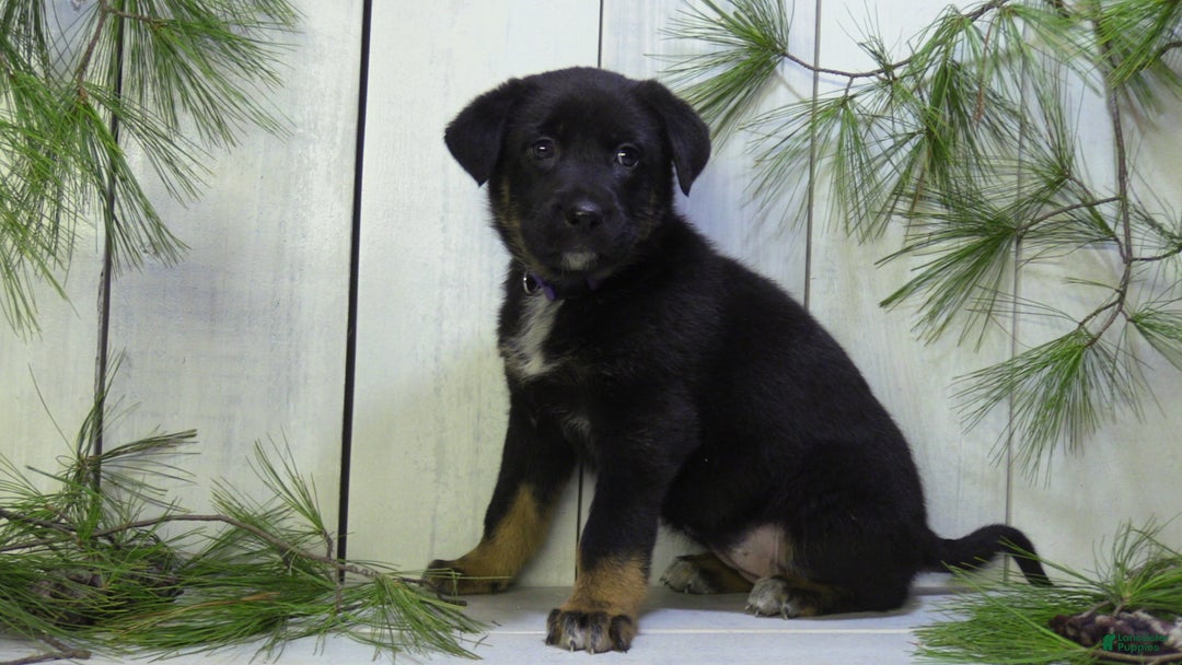 German Shepherd dogs for sale: Millie - Ad 13