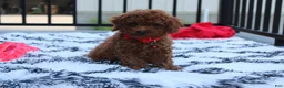 Toy Poodle dogs for sale: Toy PoodleKoda 1 - Ad 8