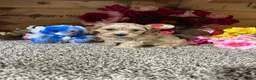 Cavapoo dogs for sale: Cavapoo Puppy 2 - Ad 3