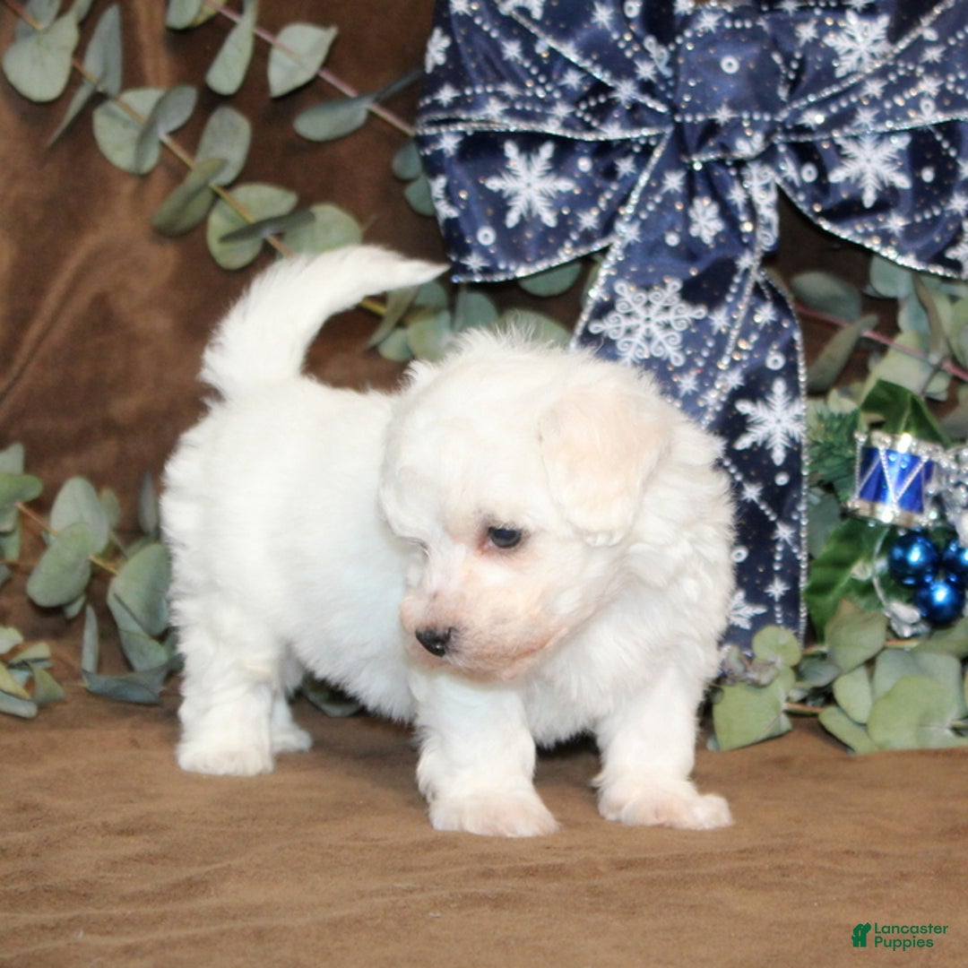 Bichon Frise dogs for sale: Trent - Ad 2