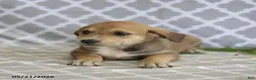Mixed Breed dogs for sale: Rosy - Ad 3