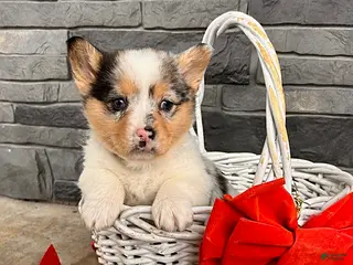 Welsh Corgi Pembroke dogs Dixie - Ad 27