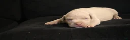 American Bully dogs for sale: Pheonix - Ad 4