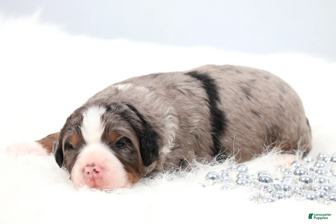 Mini Bernedoodle dogs for sale: Frisco  - Ad 2