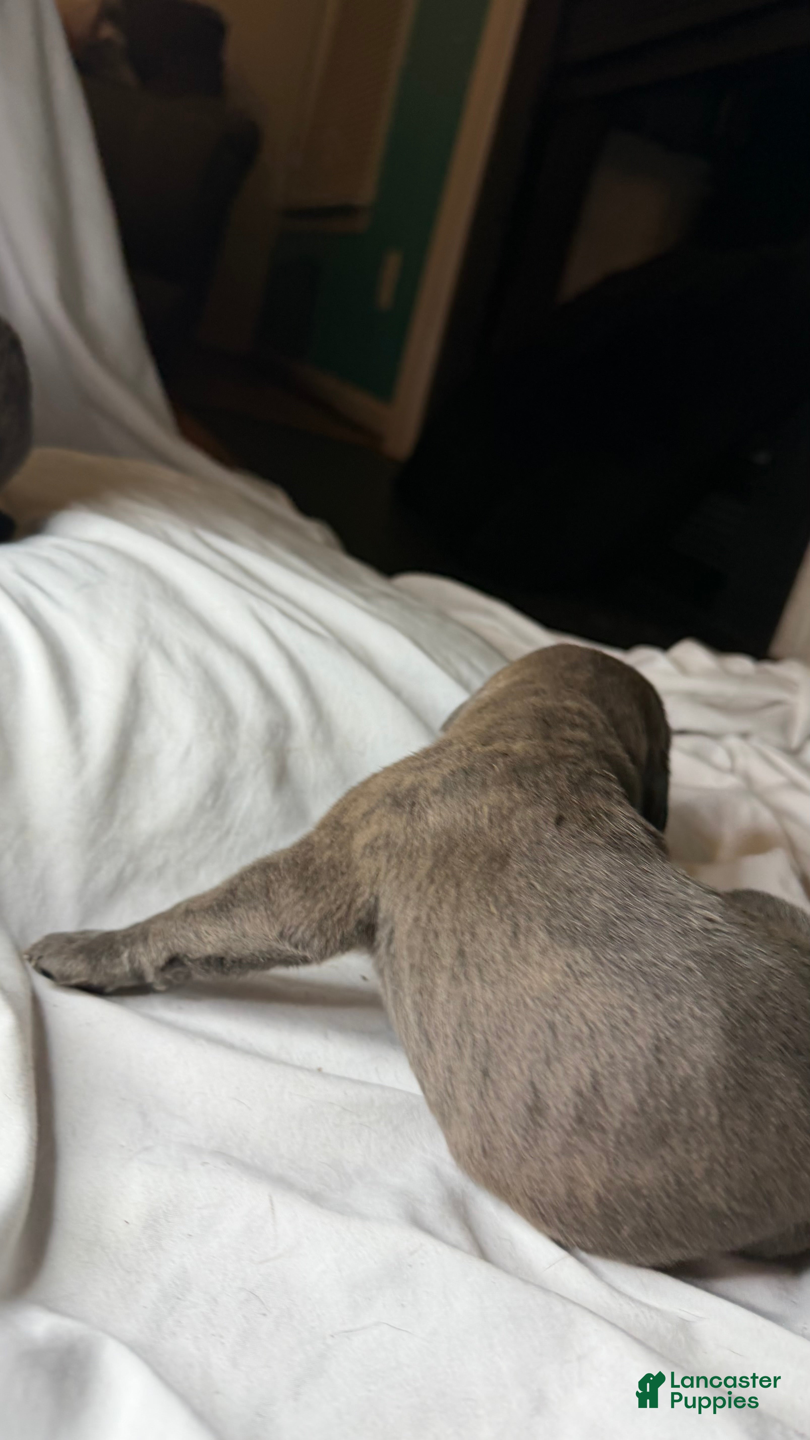 Cane Corso dogs Wave - Ad 2