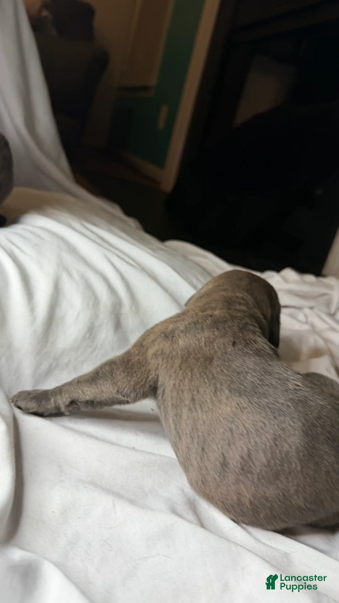 Cane Corso dogs for sale: Wave - Ad 2