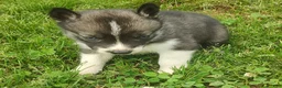 Siberian Husky dogs for sale: Sonya's male 3 - Ad 7