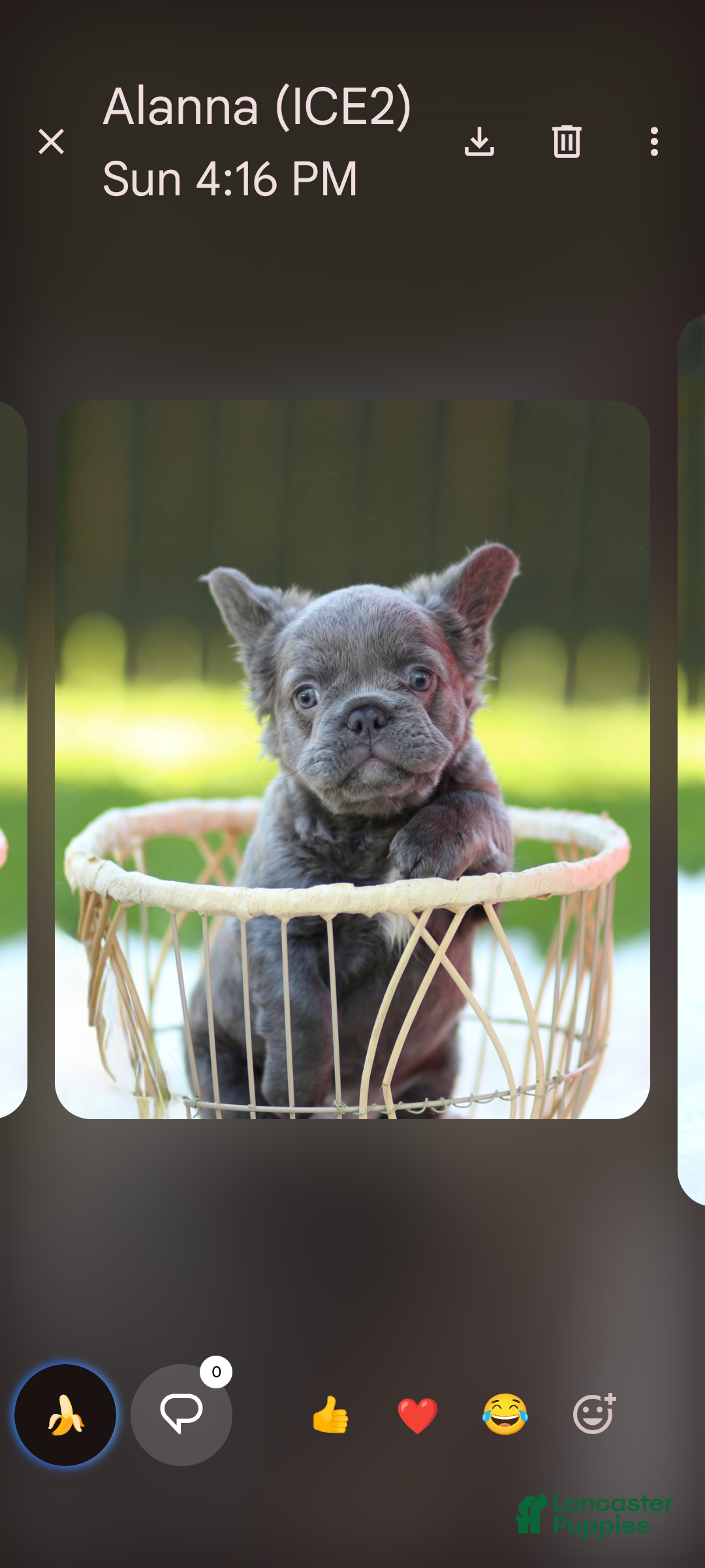 French Bulldog dogs Elvira - Ad 1