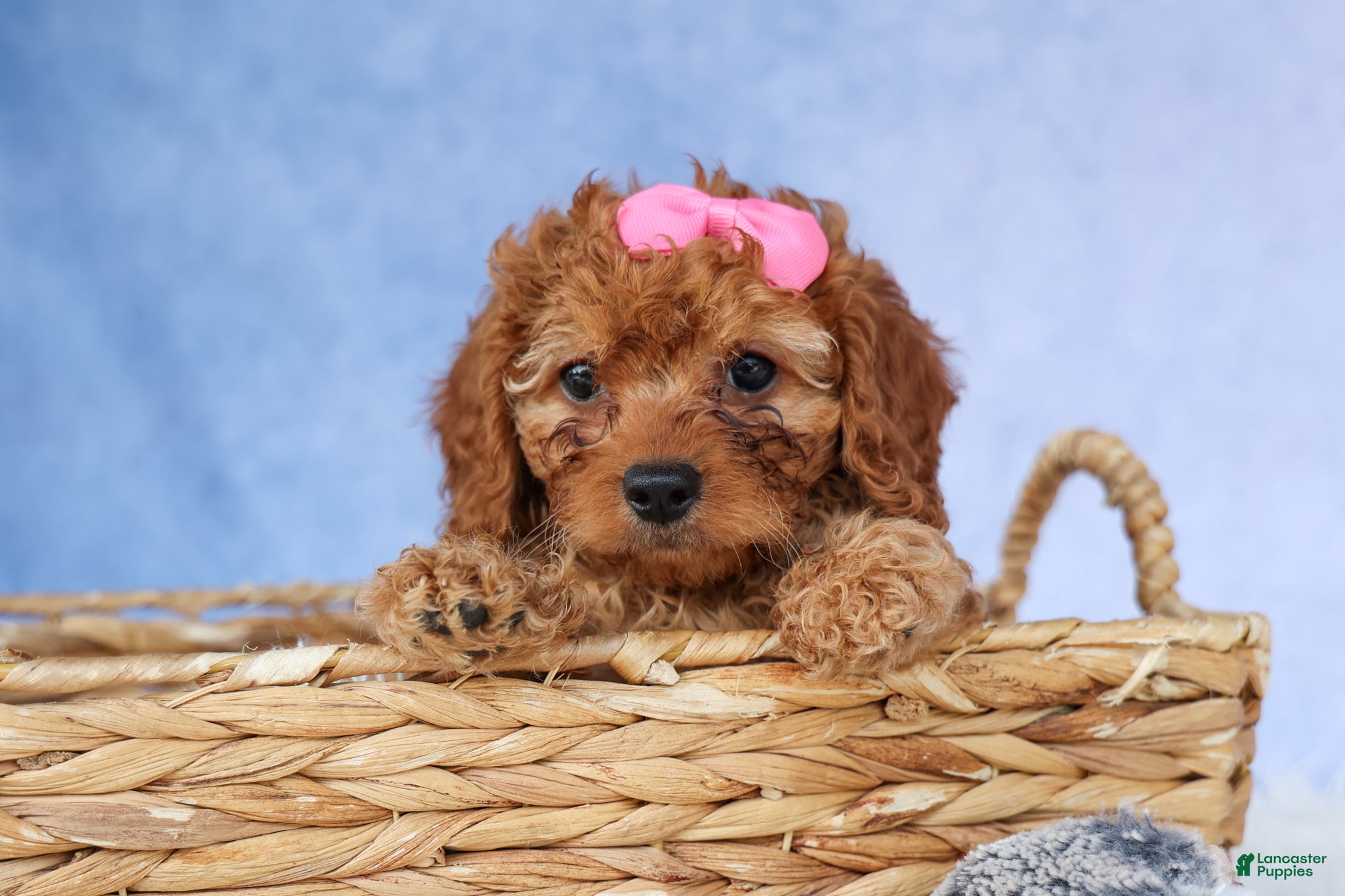 Cavapoo dogs TAMMY - Ad 2