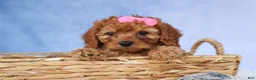 Cavapoo dogs for sale: TAMMY - Ad 2