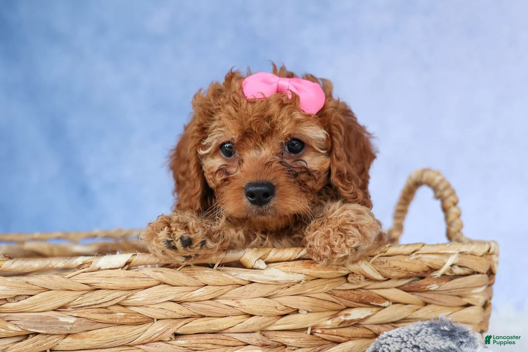 Cavapoo dogs for sale: TAMMY - Ad 2