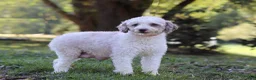 Miniature Poodle dogs for sale: Poppy - Ad 7