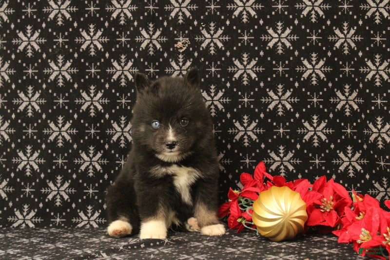 Pomsky dogs Vincent - Ad 14