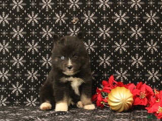 Pomsky dogs Vincent - Ad 12