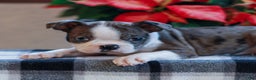 Boston Terrier dogs for sale: Layla  - Ad 2