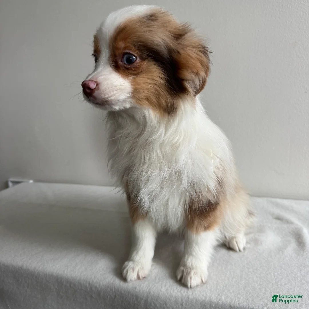 Toy Australian Shepherd dogs for sale: Stassi - Ad 7