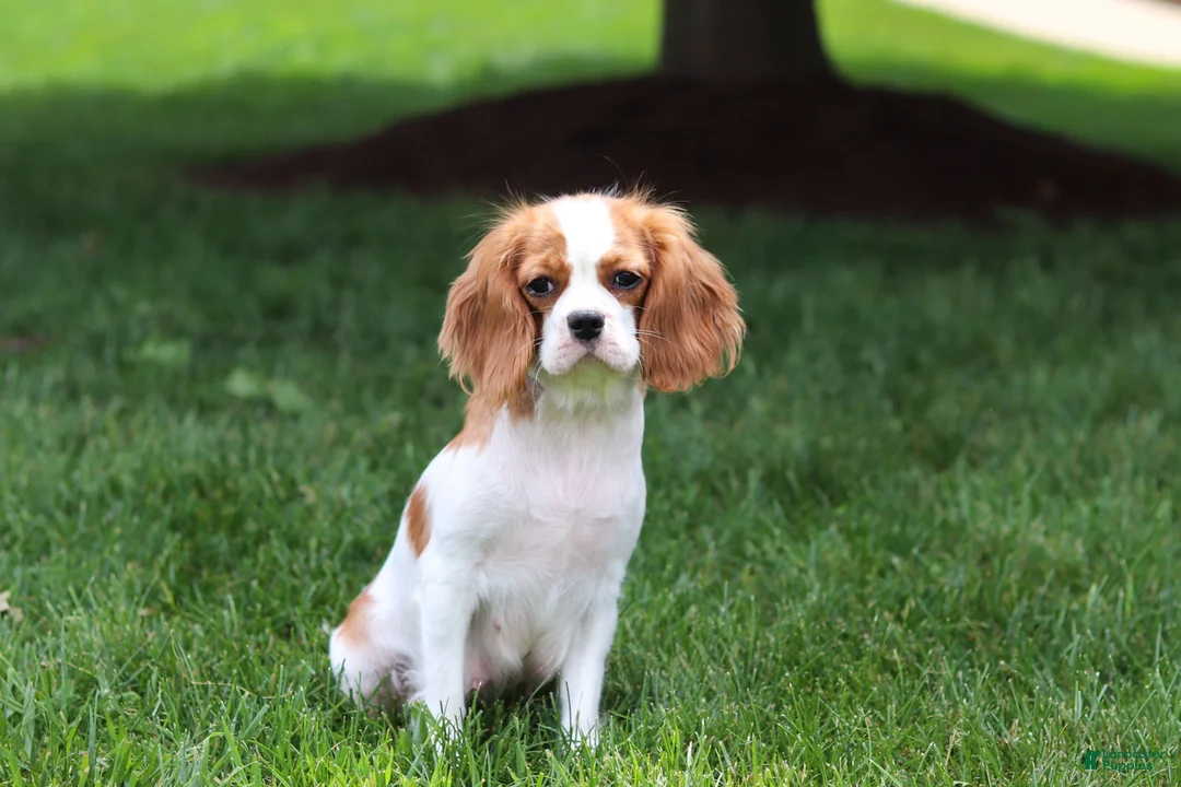 Cavapoo dogs for sale: Alex - Ad 6