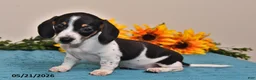 Miniature Dachshund dogs for sale: Lily - Ad 2