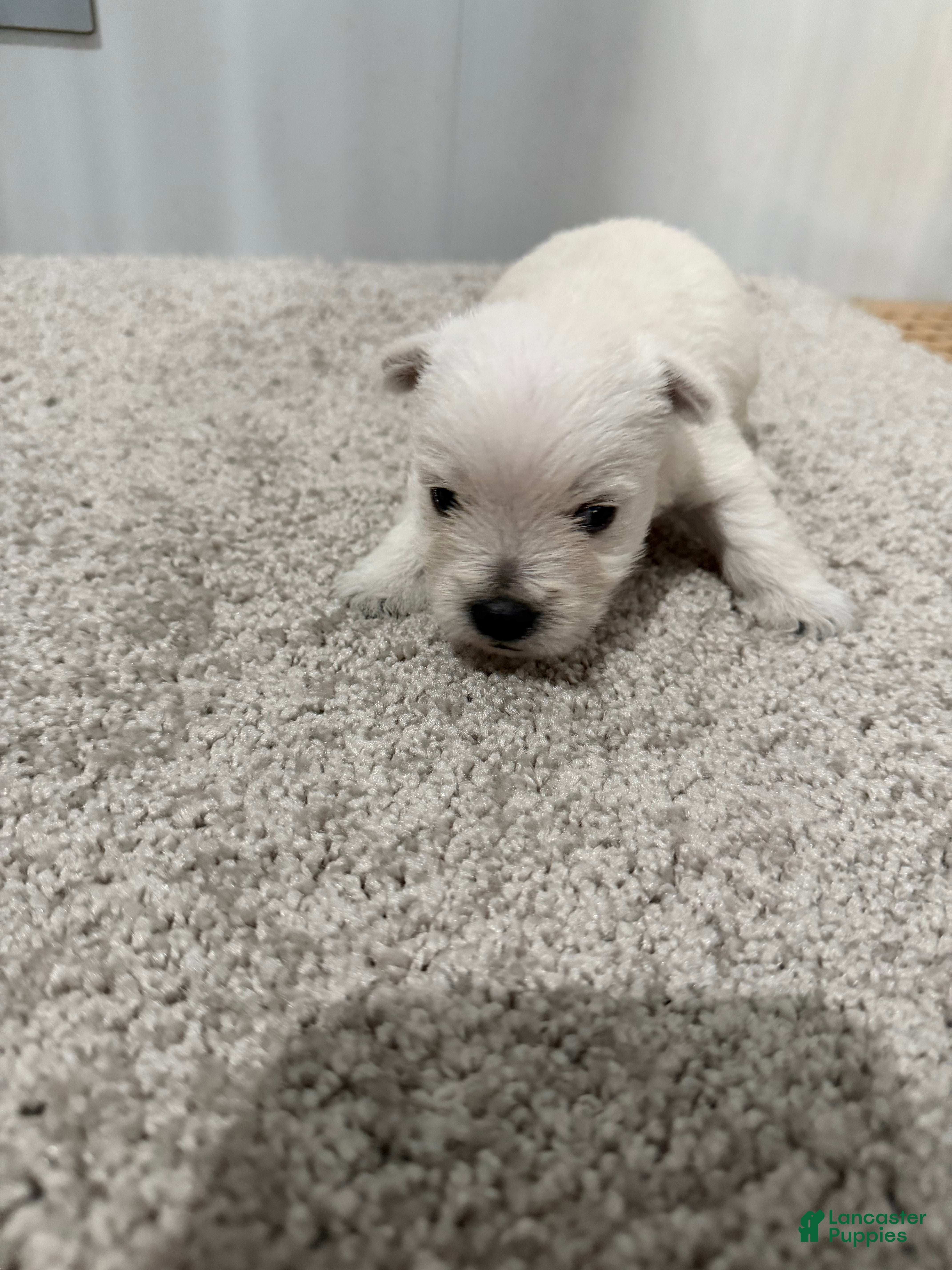 West Highland Terrier dogs Atlee - Ad 2