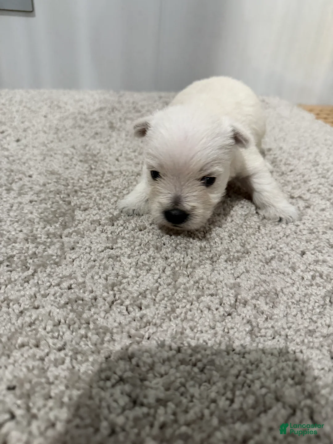 West Highland Terrier dogs for sale: Atlee - Ad 2