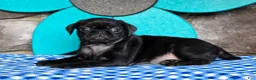 Pug dogs for sale: Basil - Ad 1