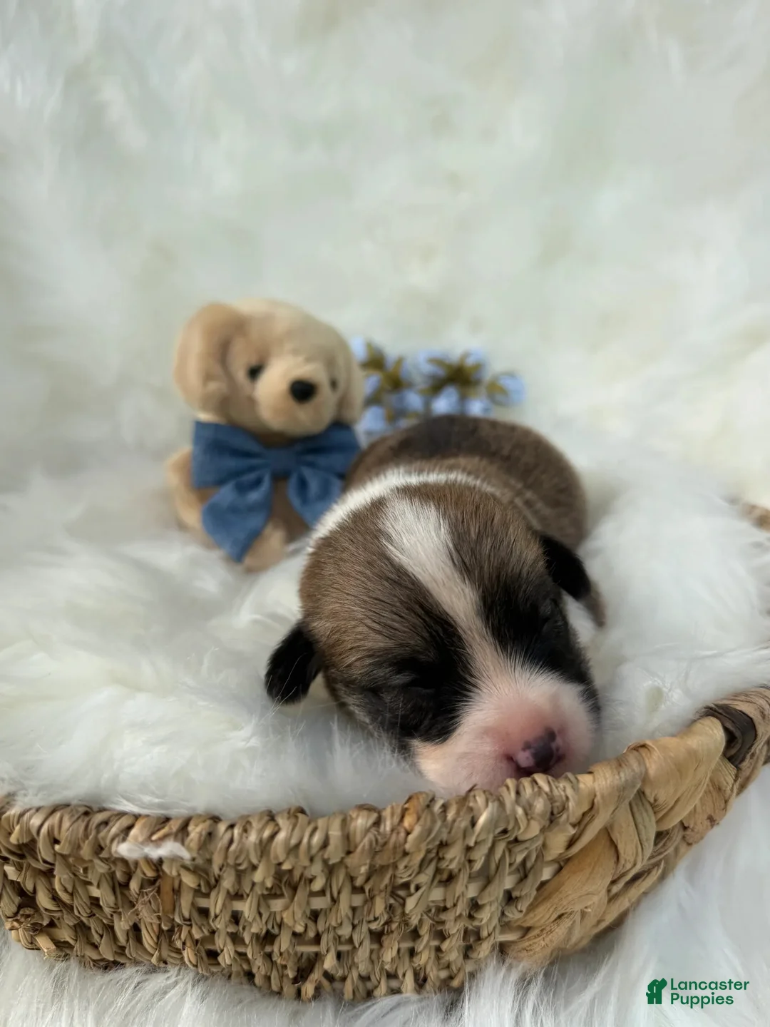 Welsh Corgi Pembroke dogs for sale: Carlo - Ad 10