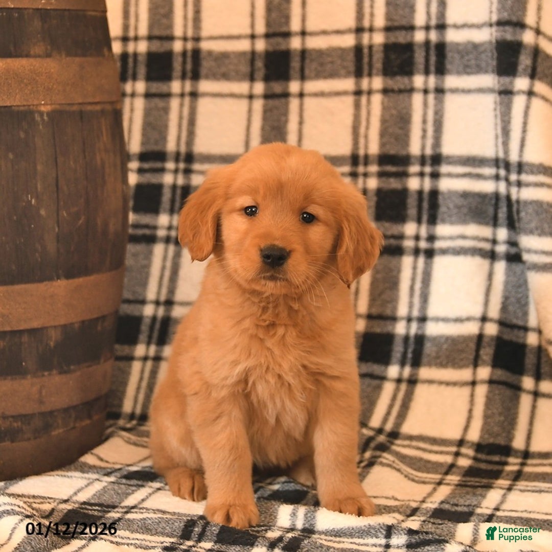 Golden Retriever dogs for sale: Violet  - Ad 1