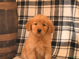 Golden Retriever dogs Violet - Ad 3