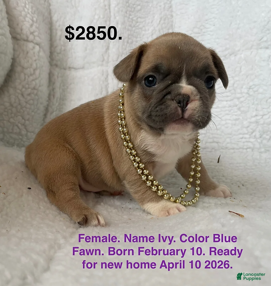 French Bulldog dogs for sale: Ivy - Ad 1
