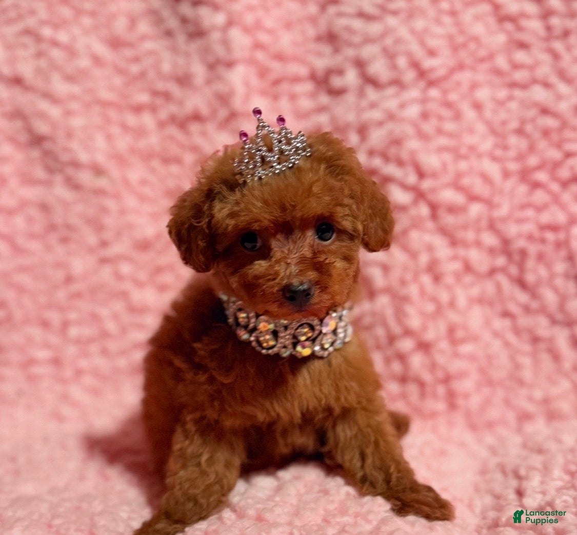 Toy Poodle dogs April tiny toy  - Ad 1