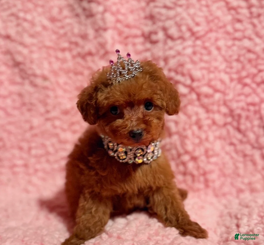 Toy Poodle dogs for sale: April tiny toy  - Ad 1