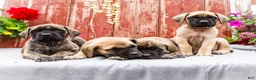 English Mastiff dogs for sale: Morris - Ad 17