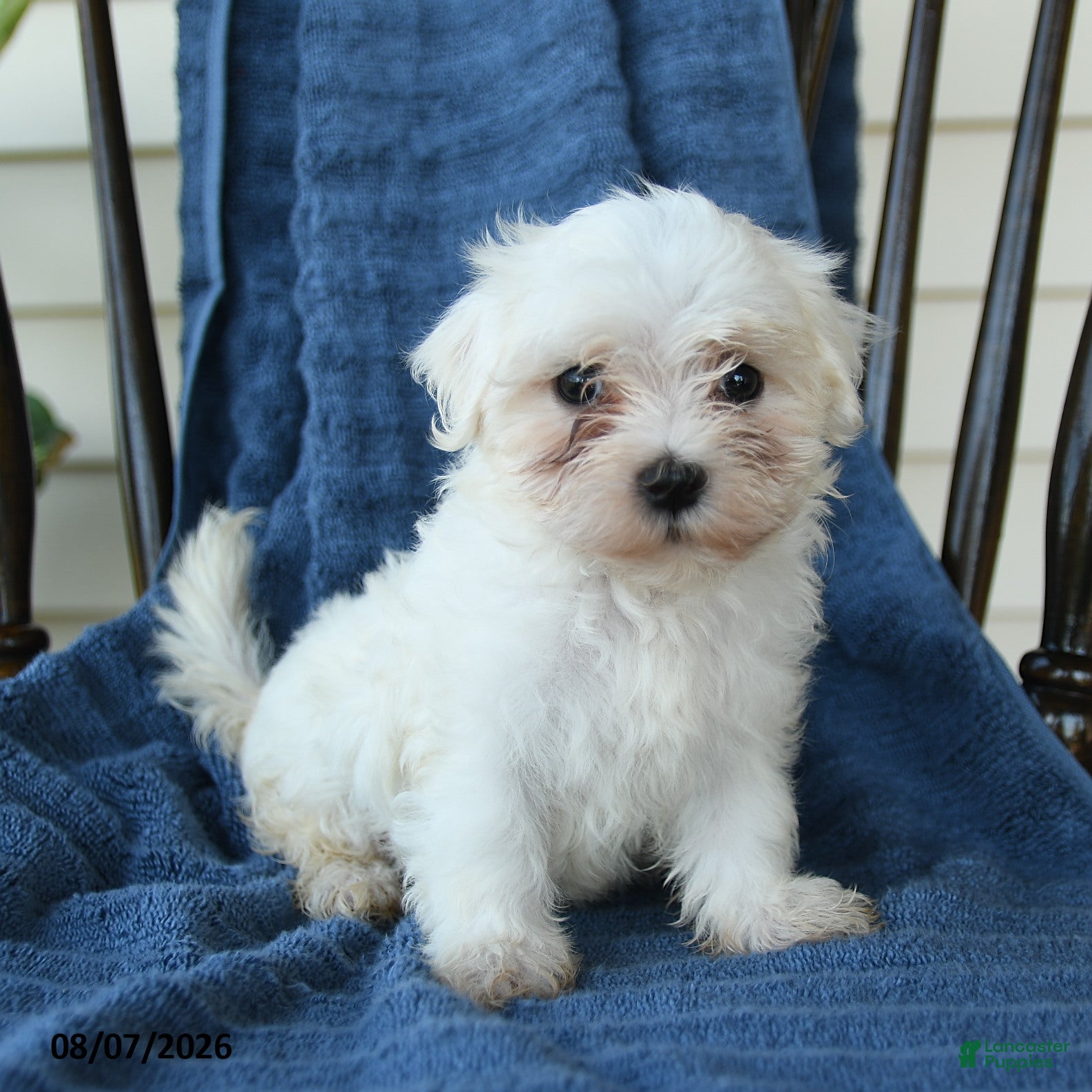 Maltese dogs Sheila - Ad 1