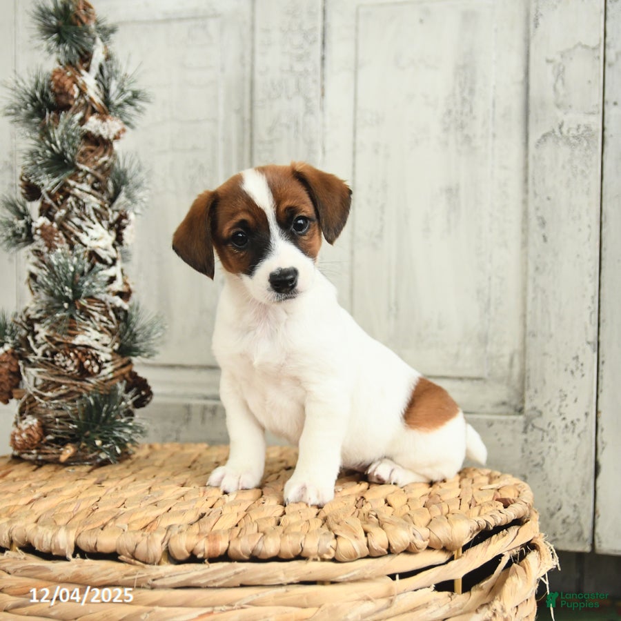 Jack Russell Terrier dogs Ivy - Ad 16