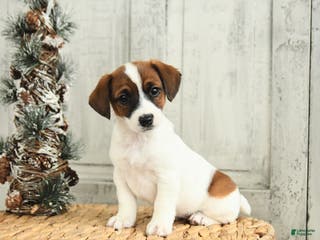 Jack Russell Terrier dogs Ivy - Ad 4