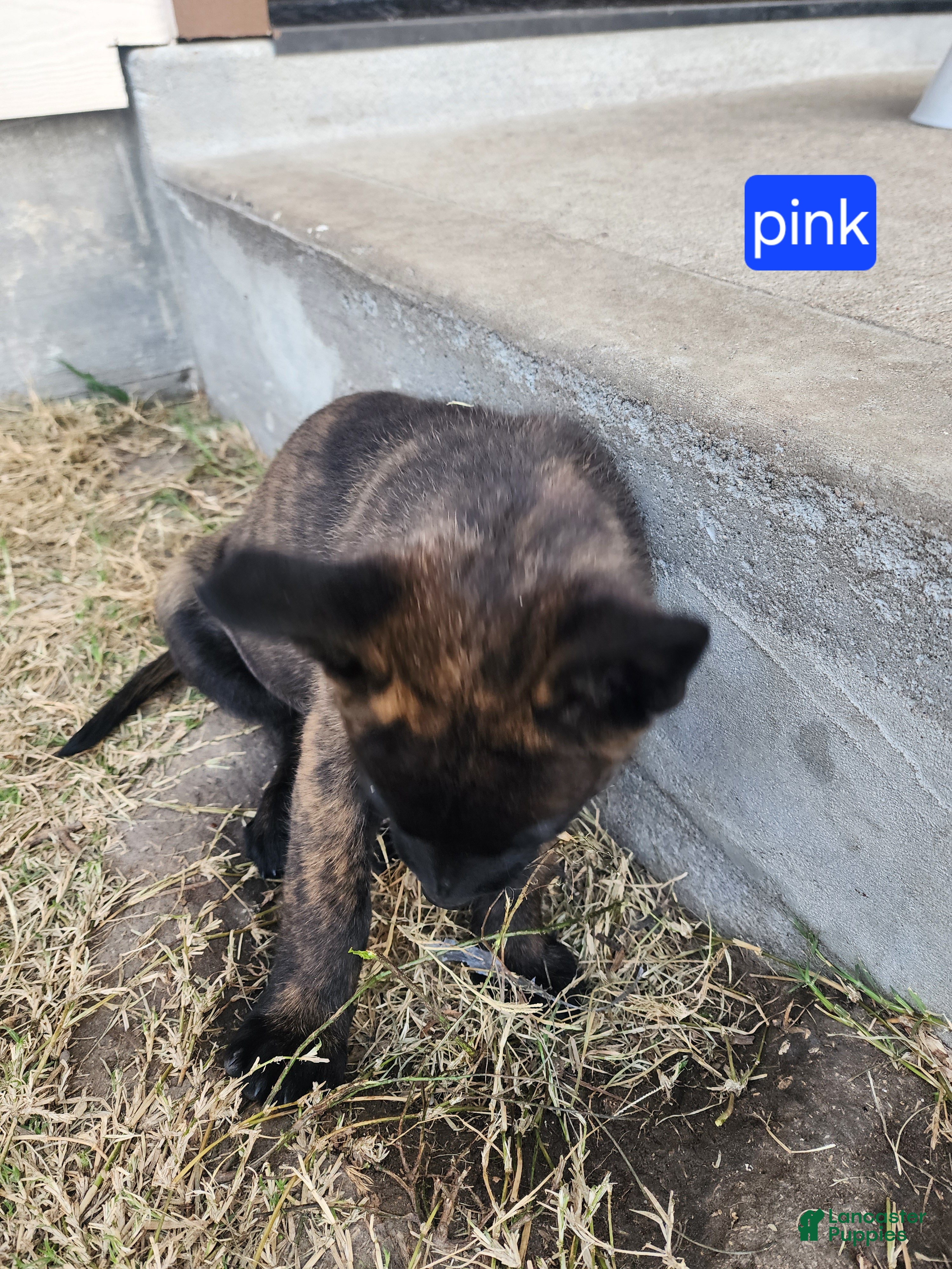 Mixed Breed dogs Mixed Breed Puppy 10 - Ad 31