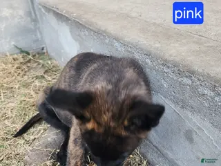 Mixed Breed dogs Mixed Breed Puppy 10 - Ad 31