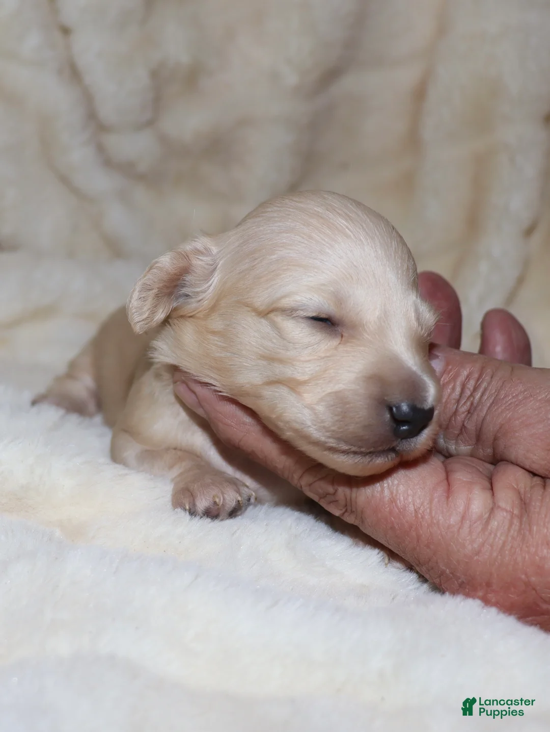 Dachshund dogs for sale: Caesar  - Ad 7