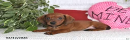 Miniature Dachshund dogs for sale: Howie - Ad 4