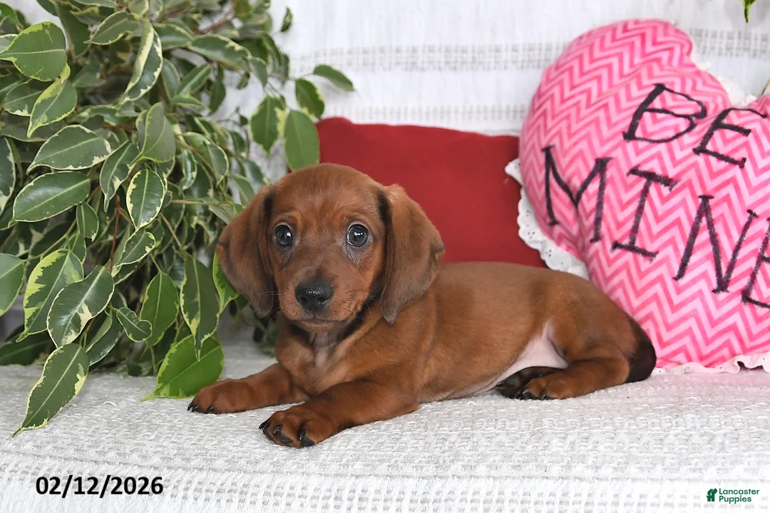 Miniature Dachshund dogs for sale: Howie - Ad 4