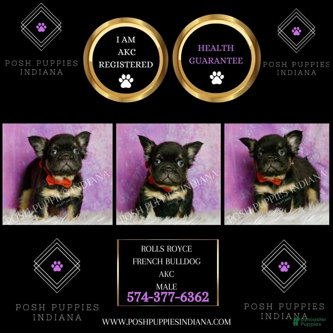 French Bulldog dogs for sale: Rolls Royce - Ad 2